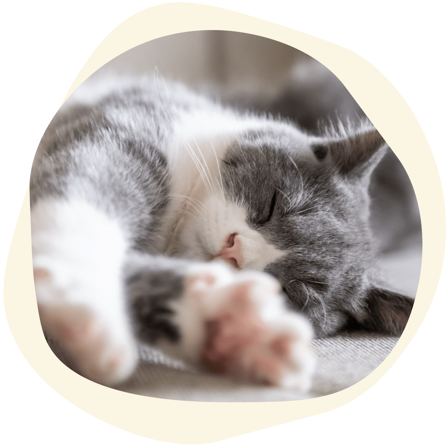 gray cat sleeping in columbia sc