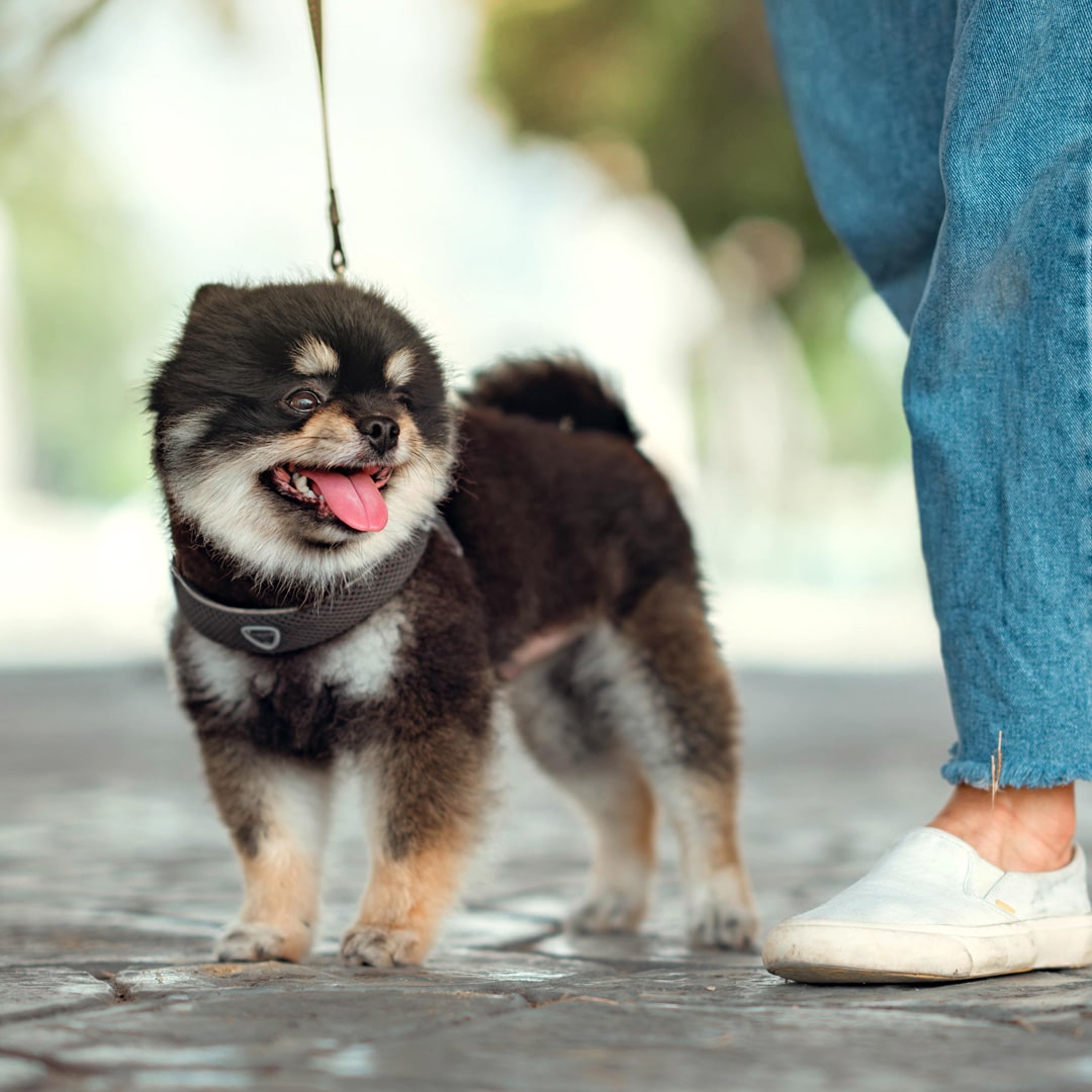 dog on a leash walking with pet owner in columbia south carolina