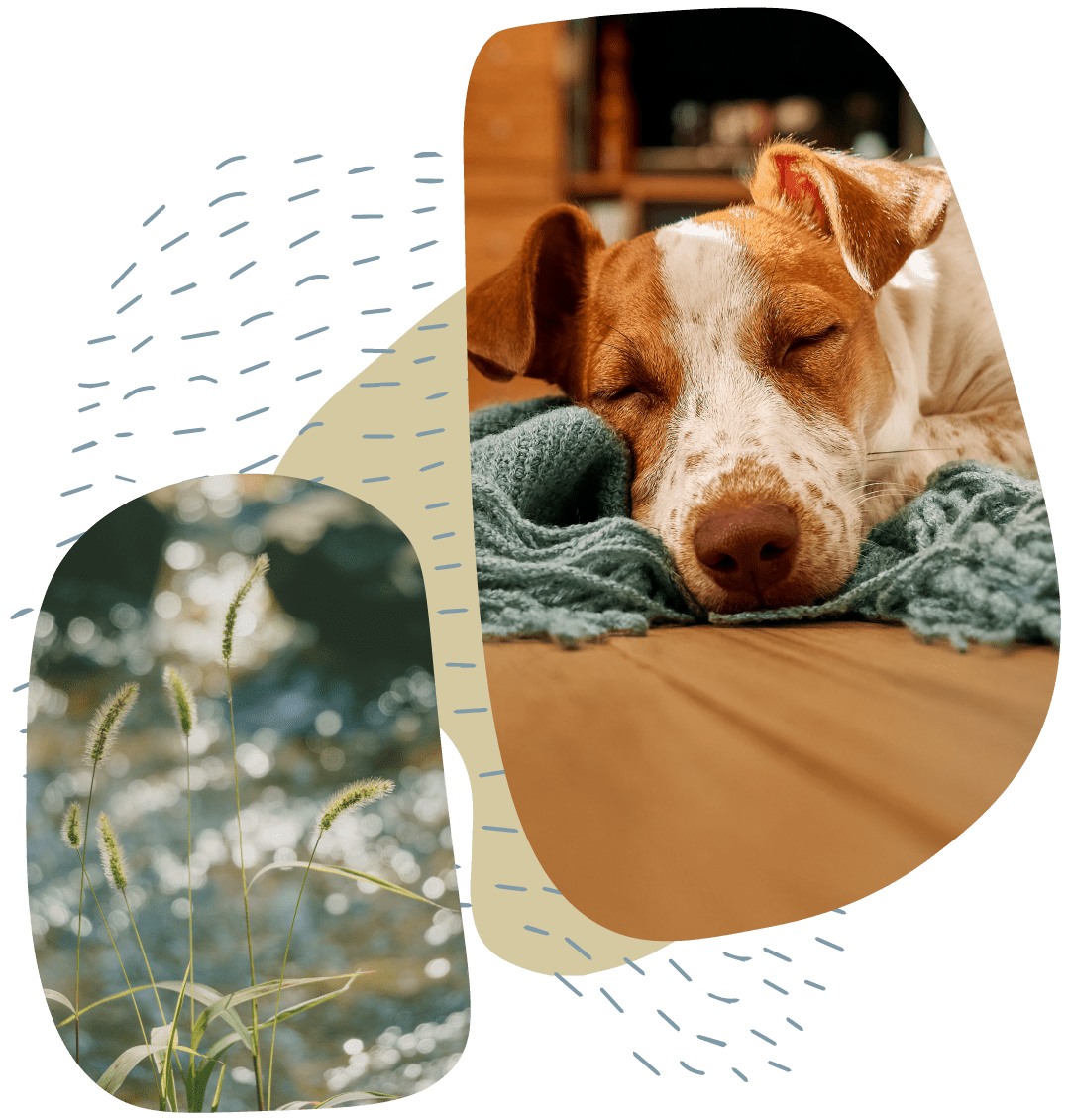 two images of a dog napping and leaves