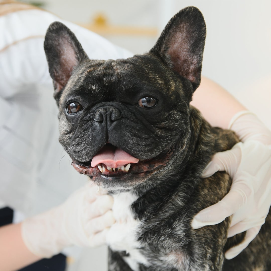 black french bulldog with dr gardner during an animal dermatology vet appointment