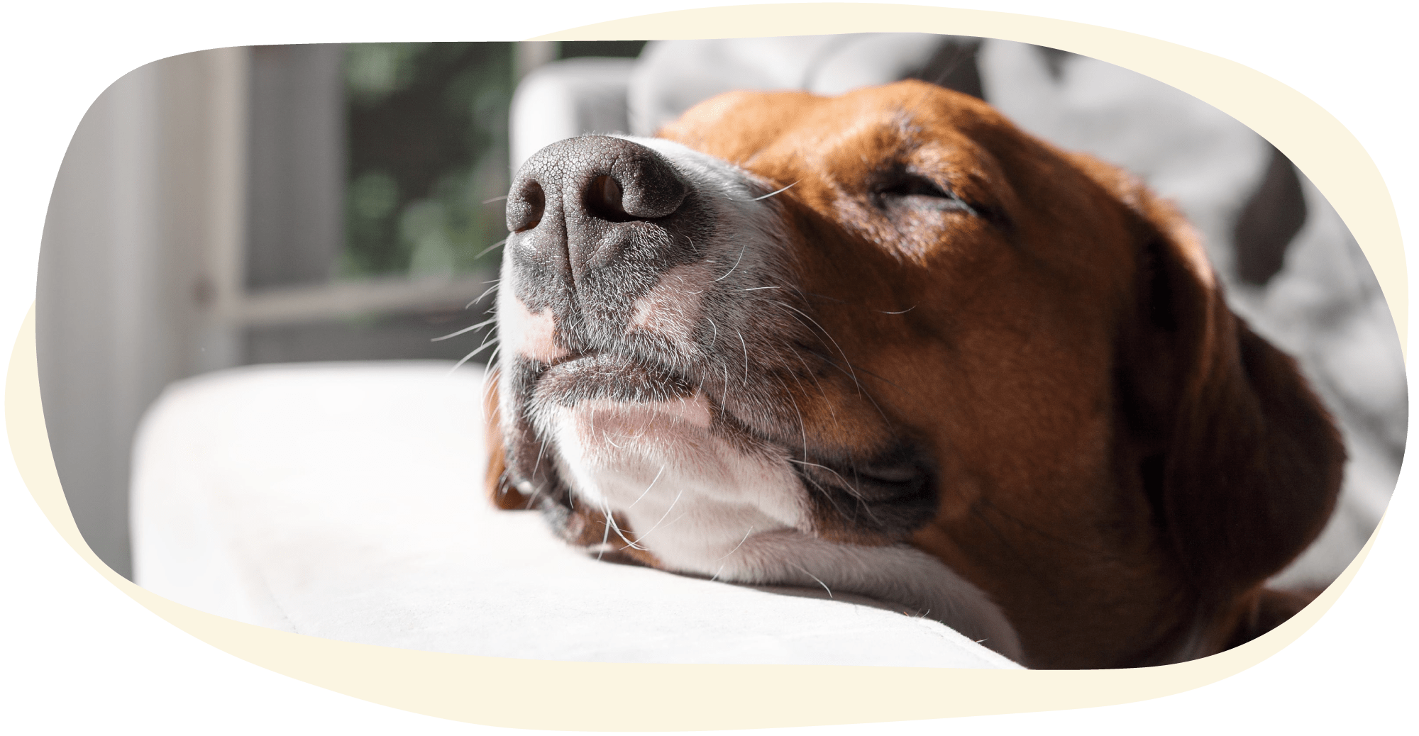 head of a dog sleeping in columbia south carolina