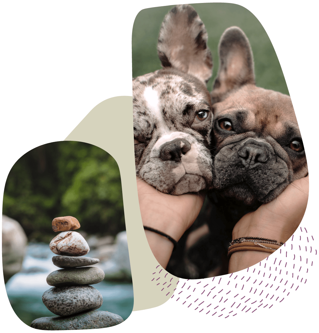 two images of dog faces and rocks during a healing treatment at zenpets