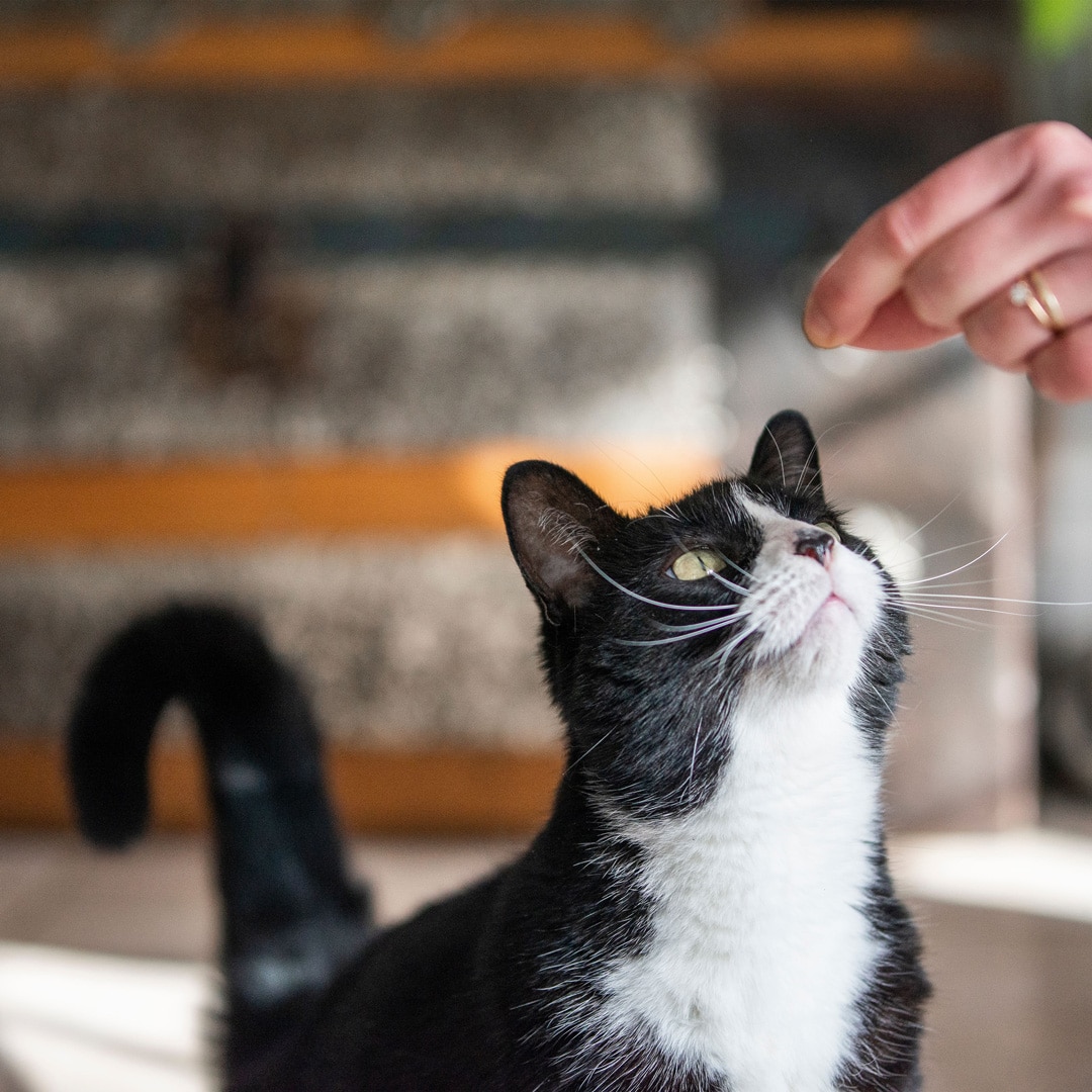 black and white cat sniffing pet owners hand