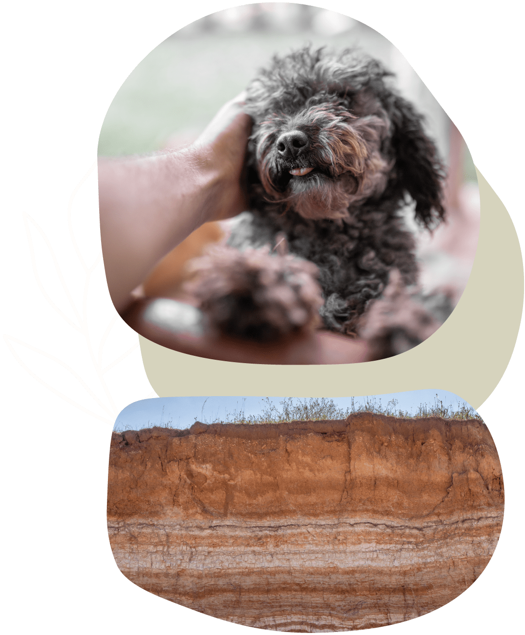 two images of a poodle dog and red clay for natural veterinary medicine