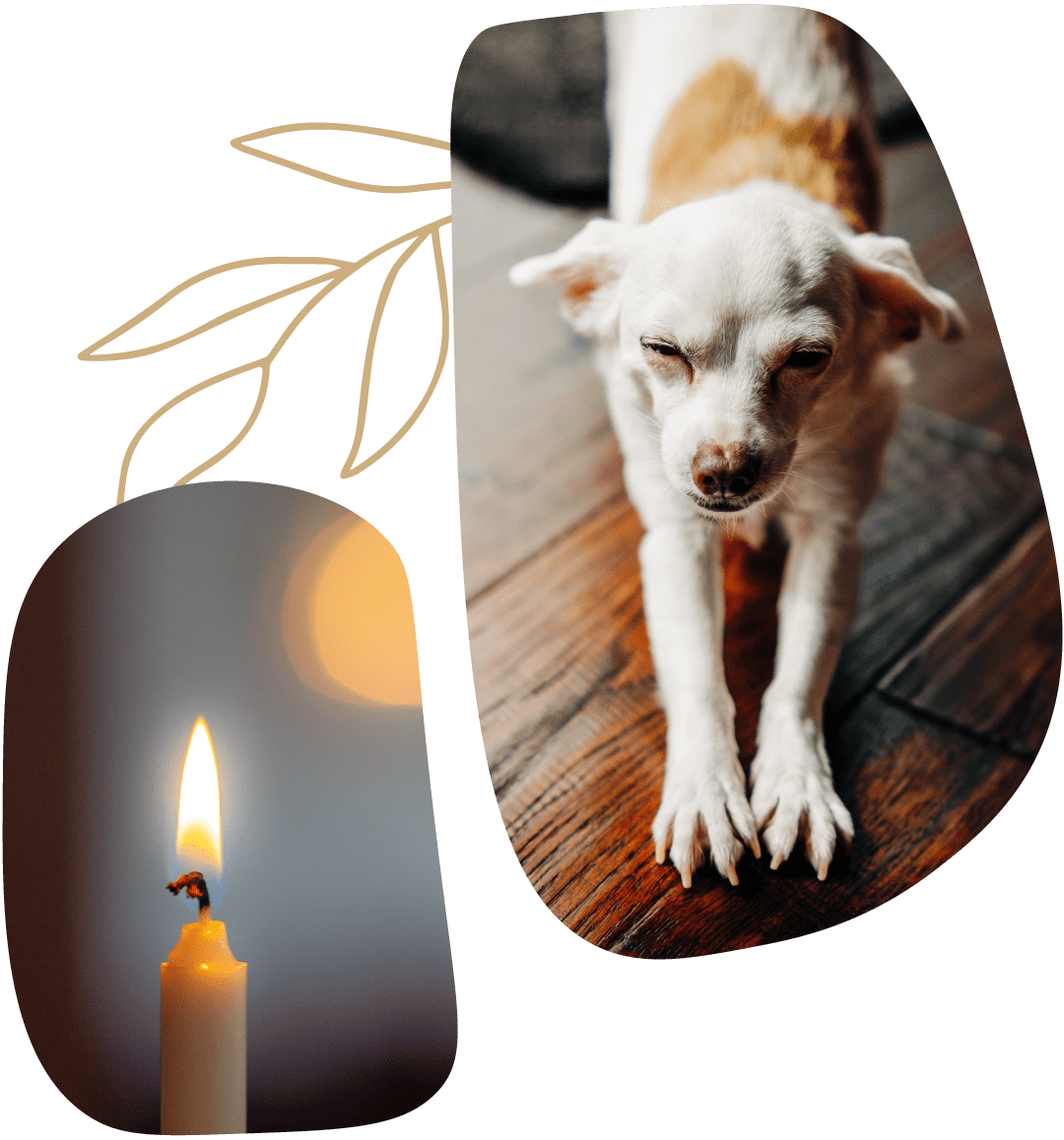 two images of a dog stretching their body and candles at zenpets