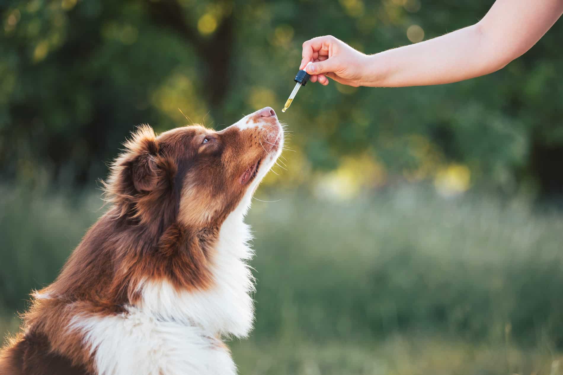 Dog gets holistic veterinary medicine in Columbia, SC