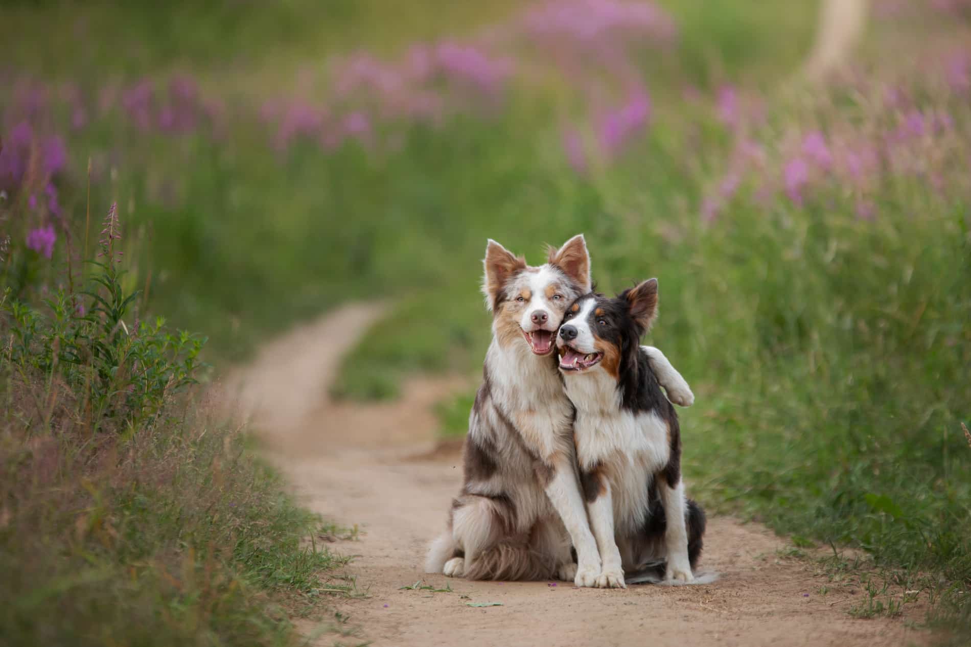 Happy dogs play after veterinary care at ZenPets