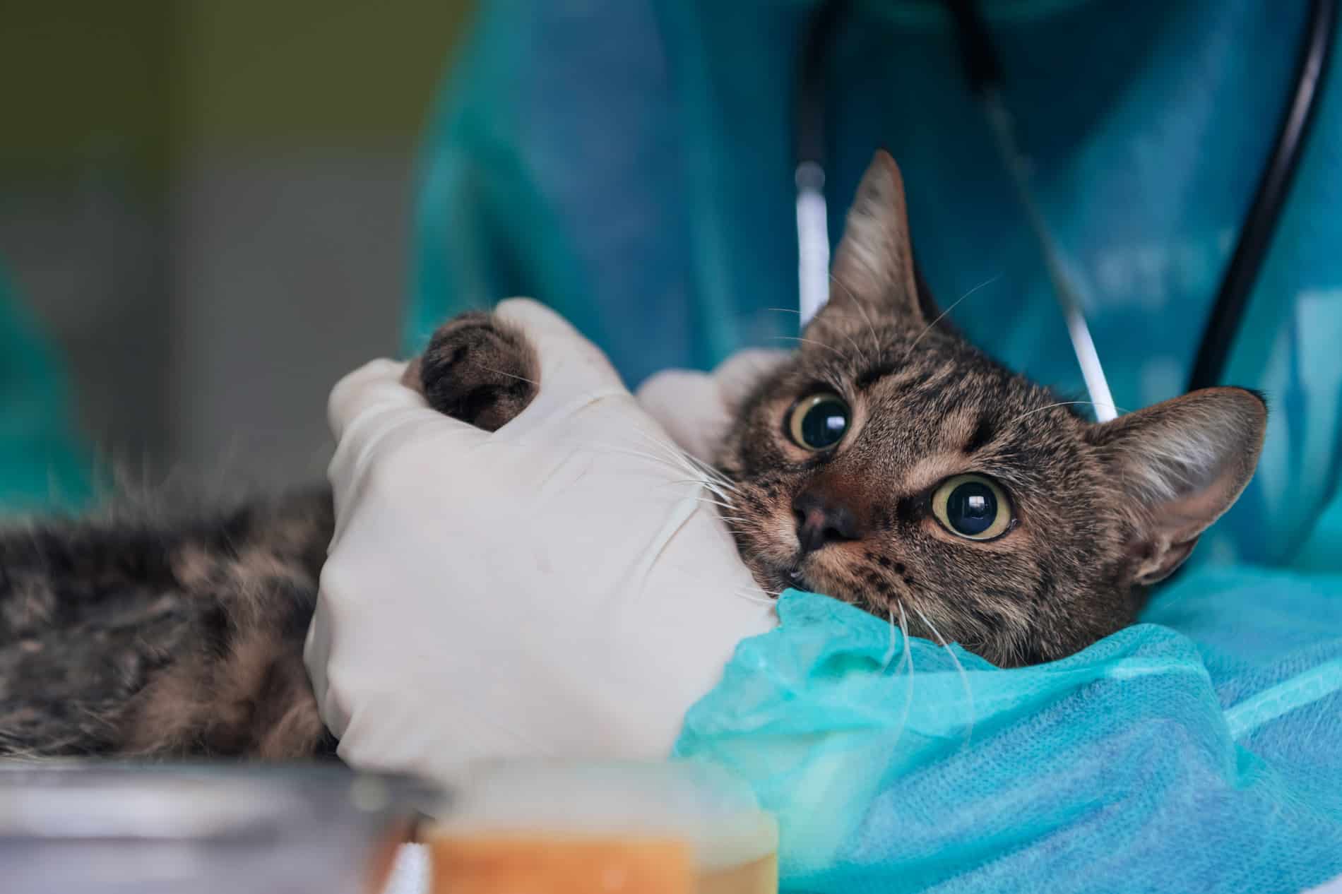 Cat at a vet appointment in Columbia, SC