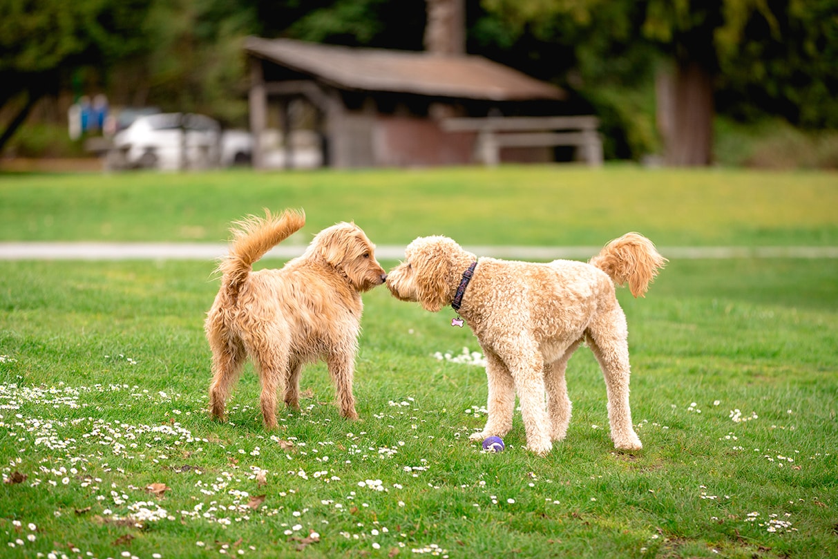 dogs socializing in columbia sc