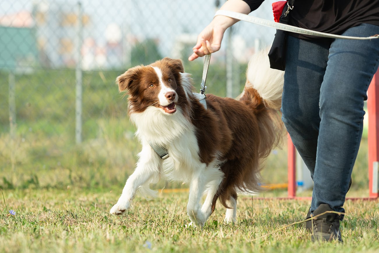 A australian shepherd dog is running on a green meadow during dog training classes at zenpets