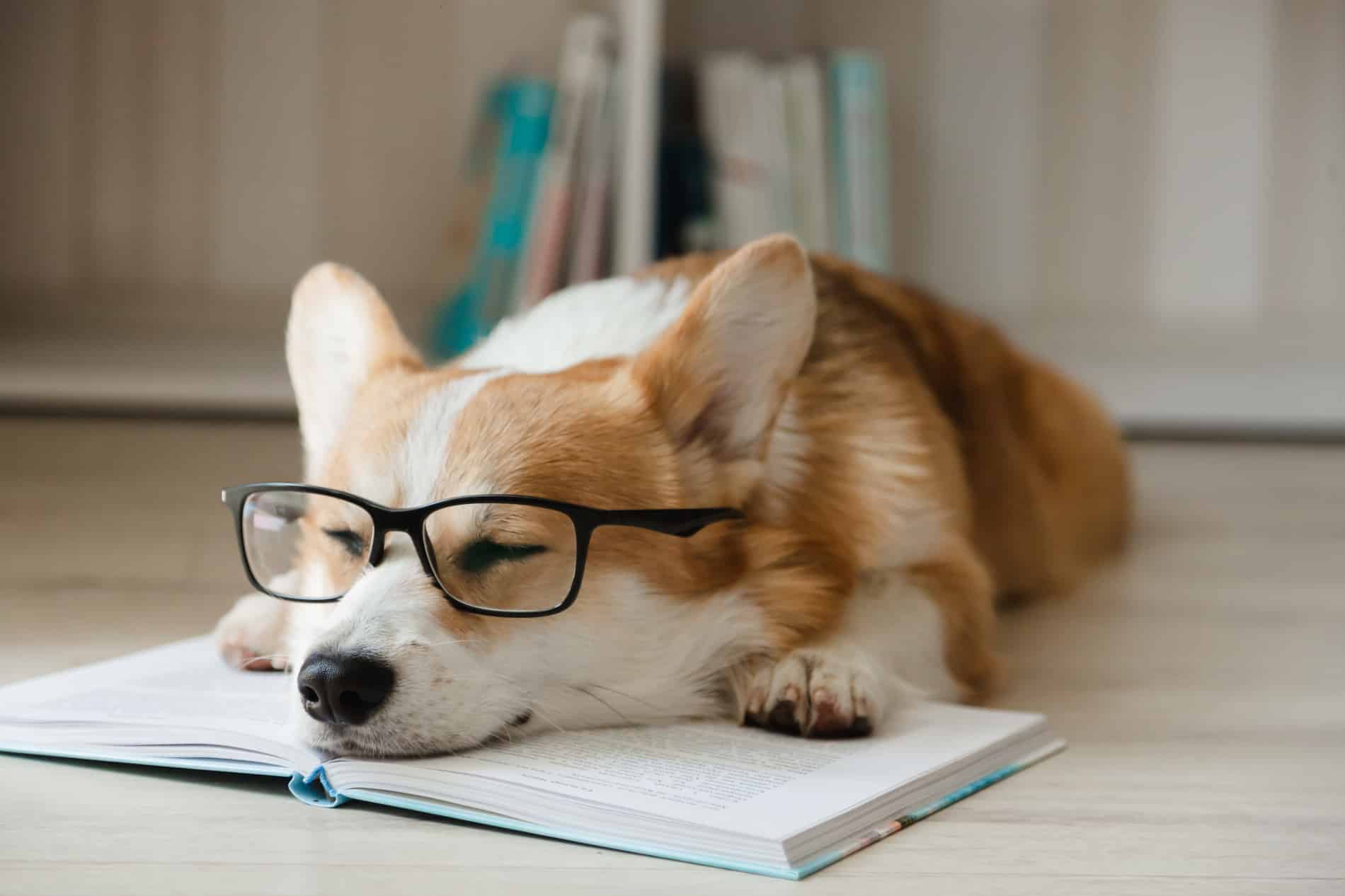 Puppy with glasses in Columbia SC