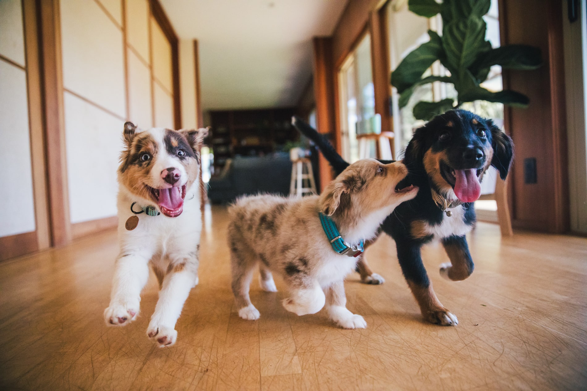 Puppies play after socialization classes in Columbia SC