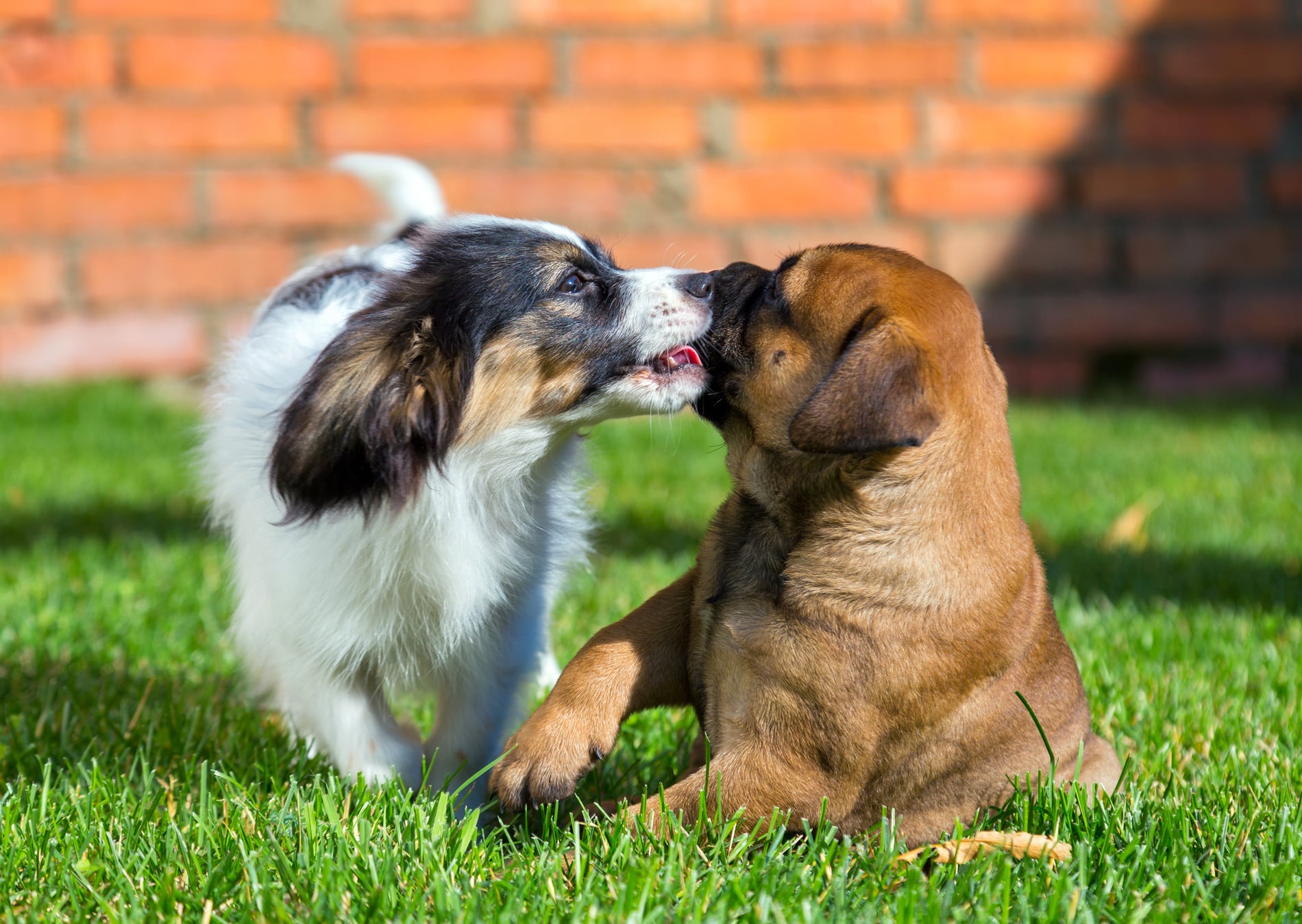 Happy dogs play at boarding and training classes at ZenPets