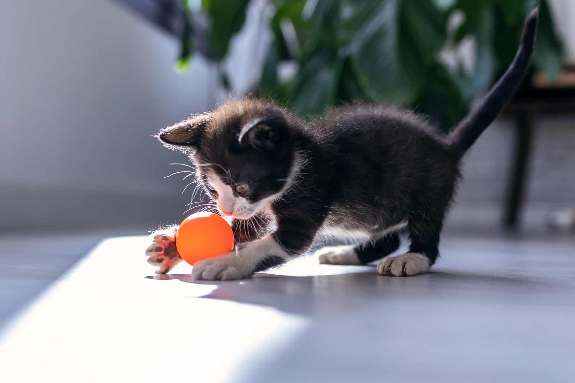 Cat plays with an orange ball at day boarding & classes in Columbia SC