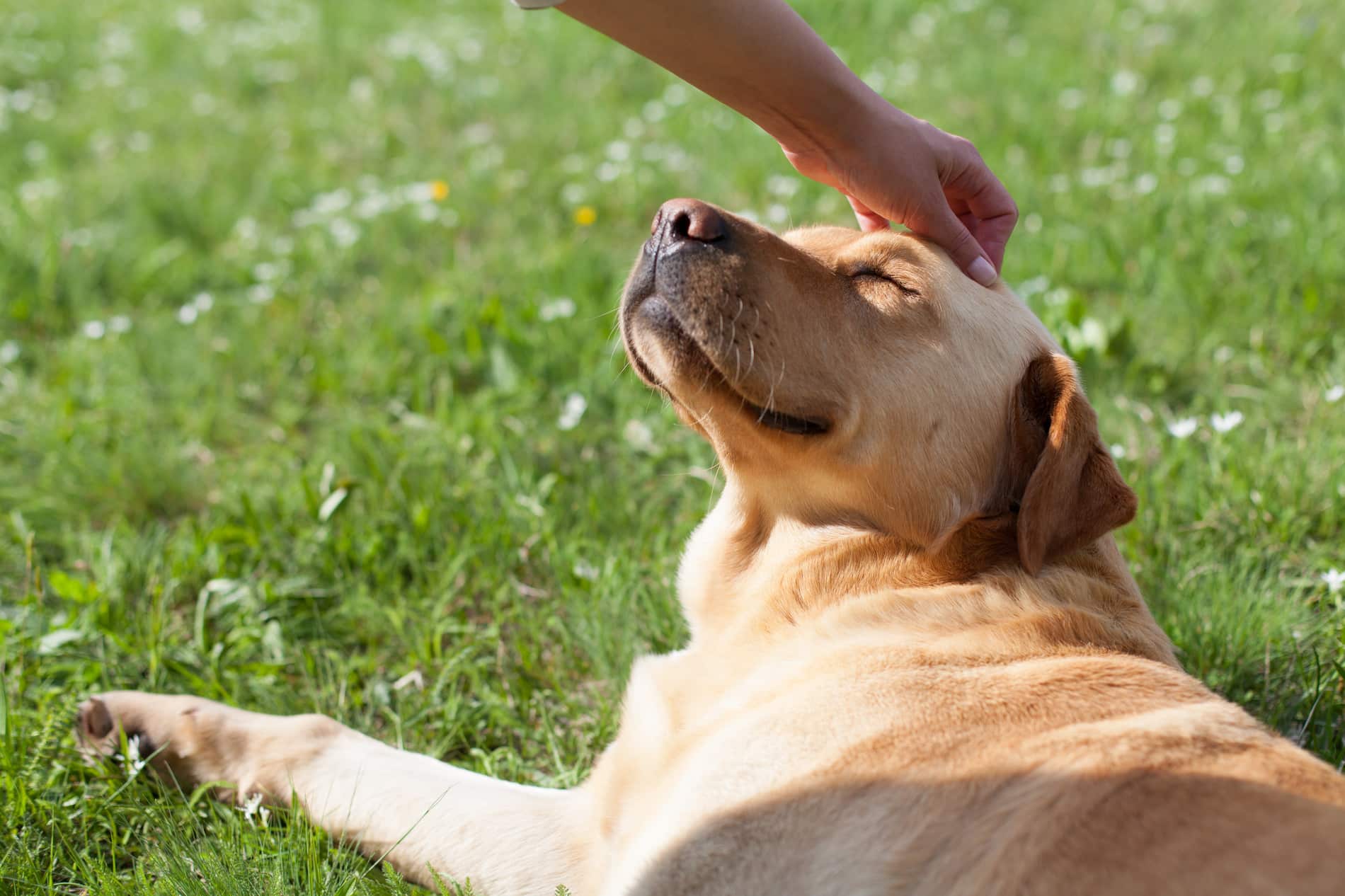 Dog enjoying the sun after veterinary massage therapy in columbia SC