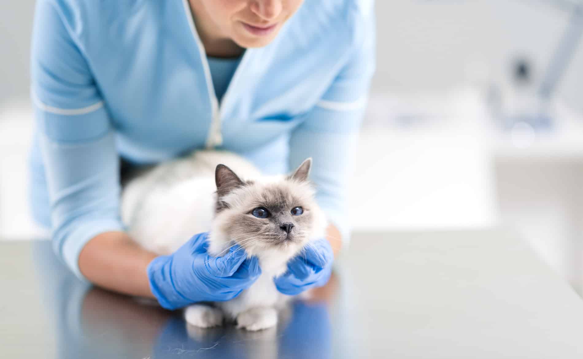 Cat recieving her small animal massage in Columbia SC