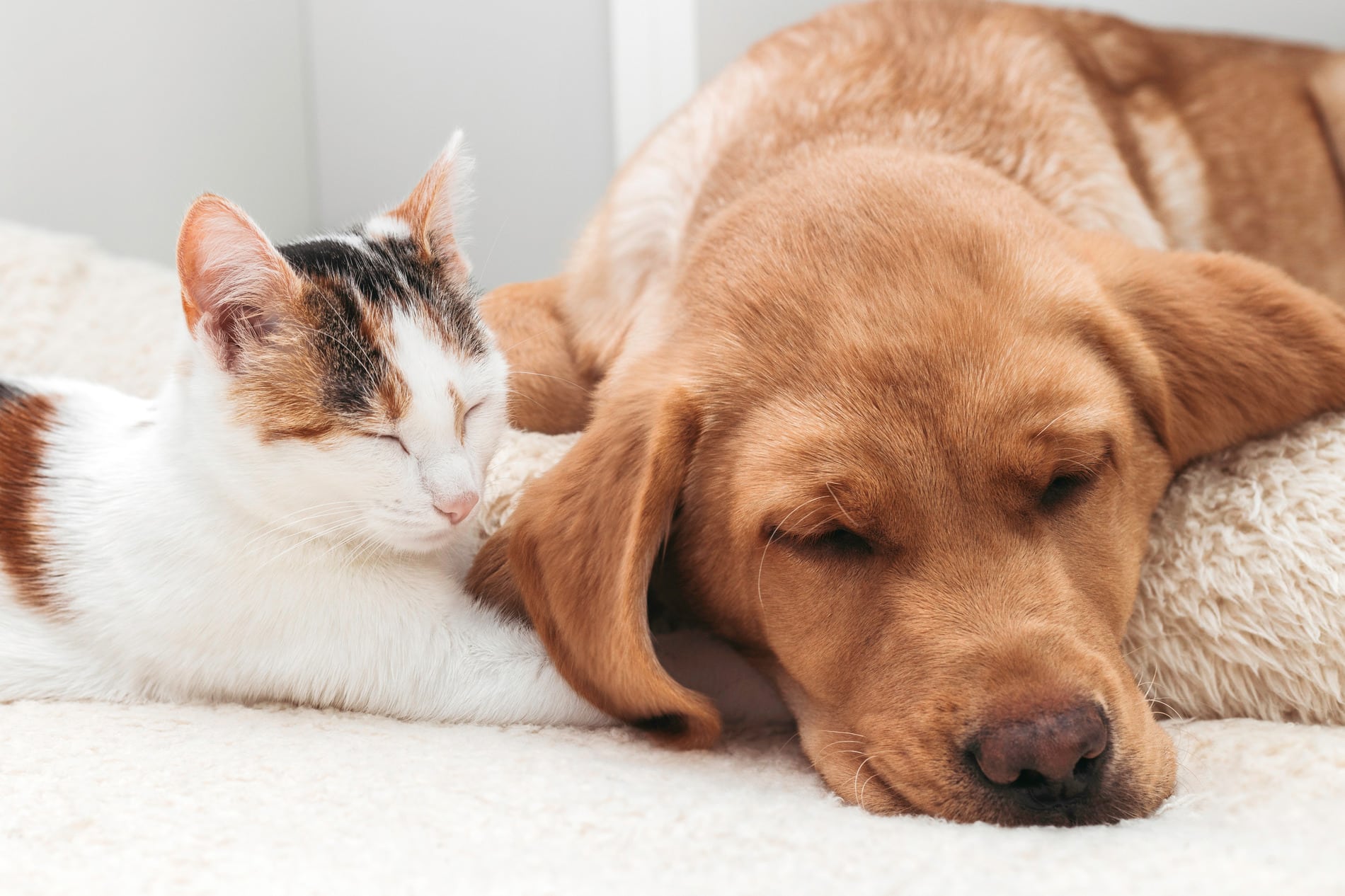 Dog and cat sleeping after pain management in Columbia SC
