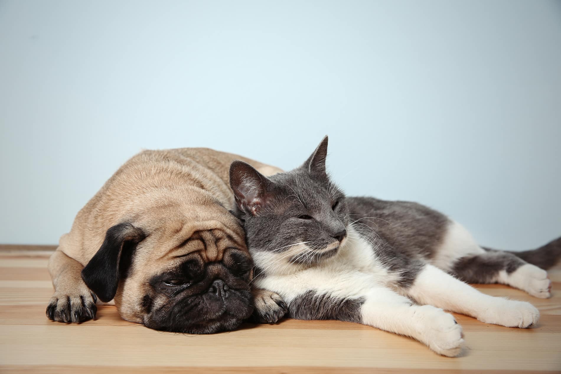 Pets sleeping after preventive care at Zenpets in Columbia SC