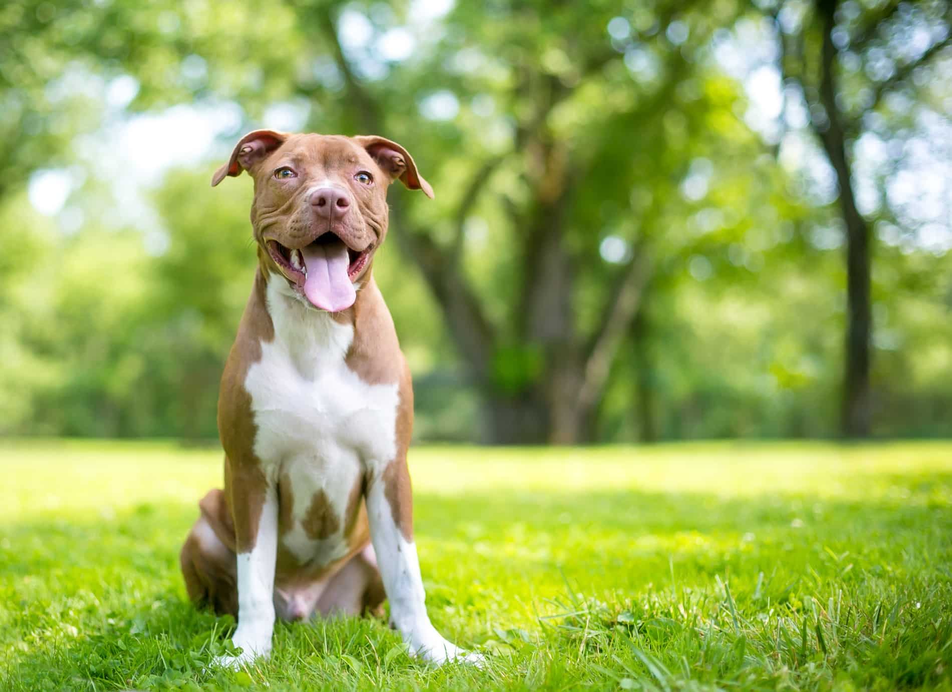 Dog smiling outside happy and healthy after reiki in Columbia SC