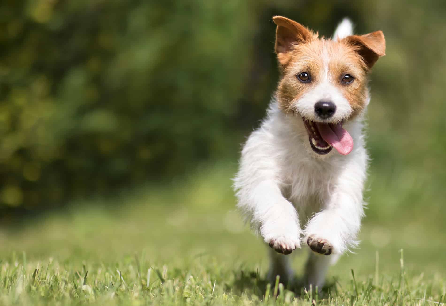 Dog playing outside, happy and healthy, after preventive pet care in Columbia SC