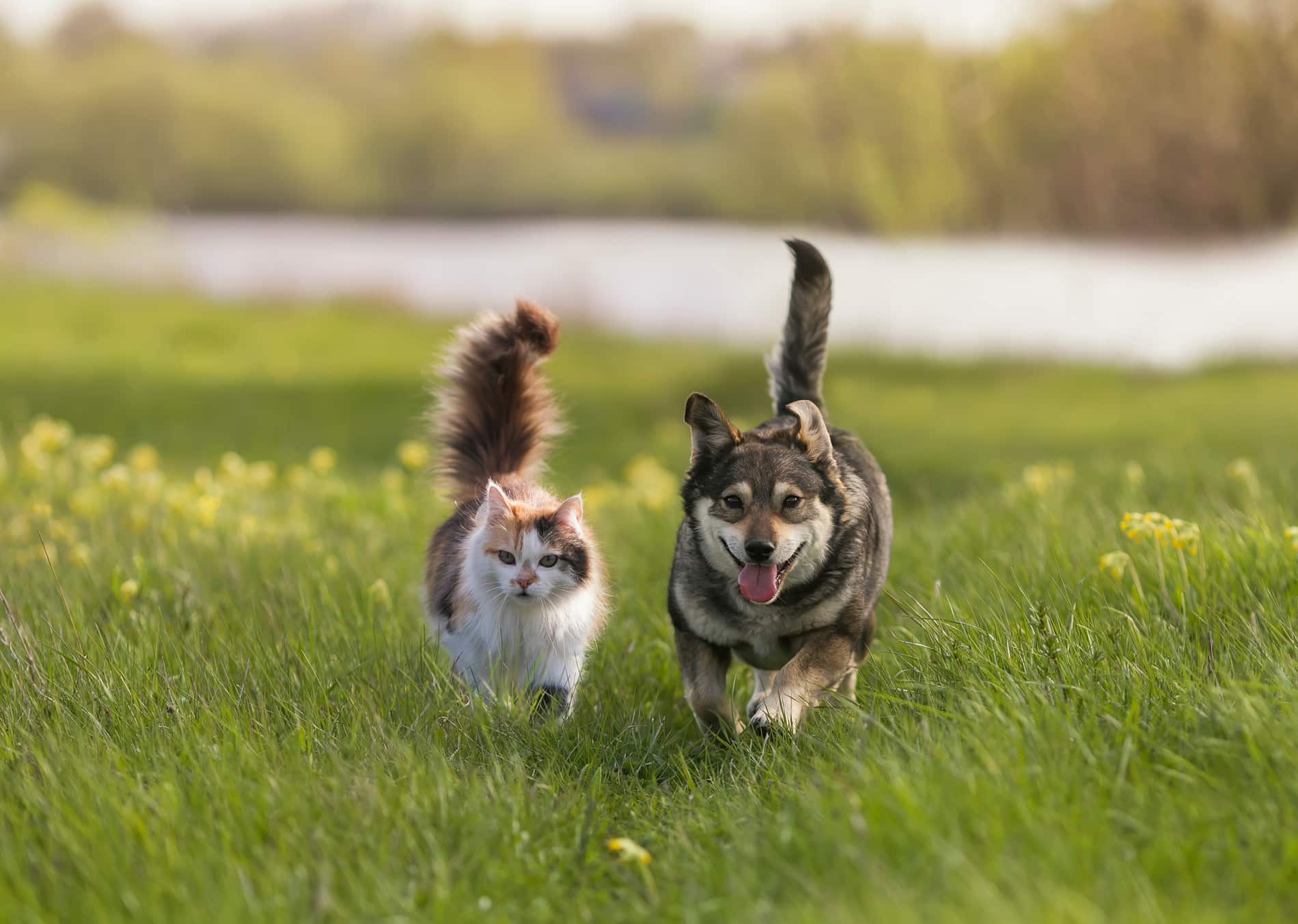 Pets playing outside on their way to a reiki for pets appointment with Dr. Gardner