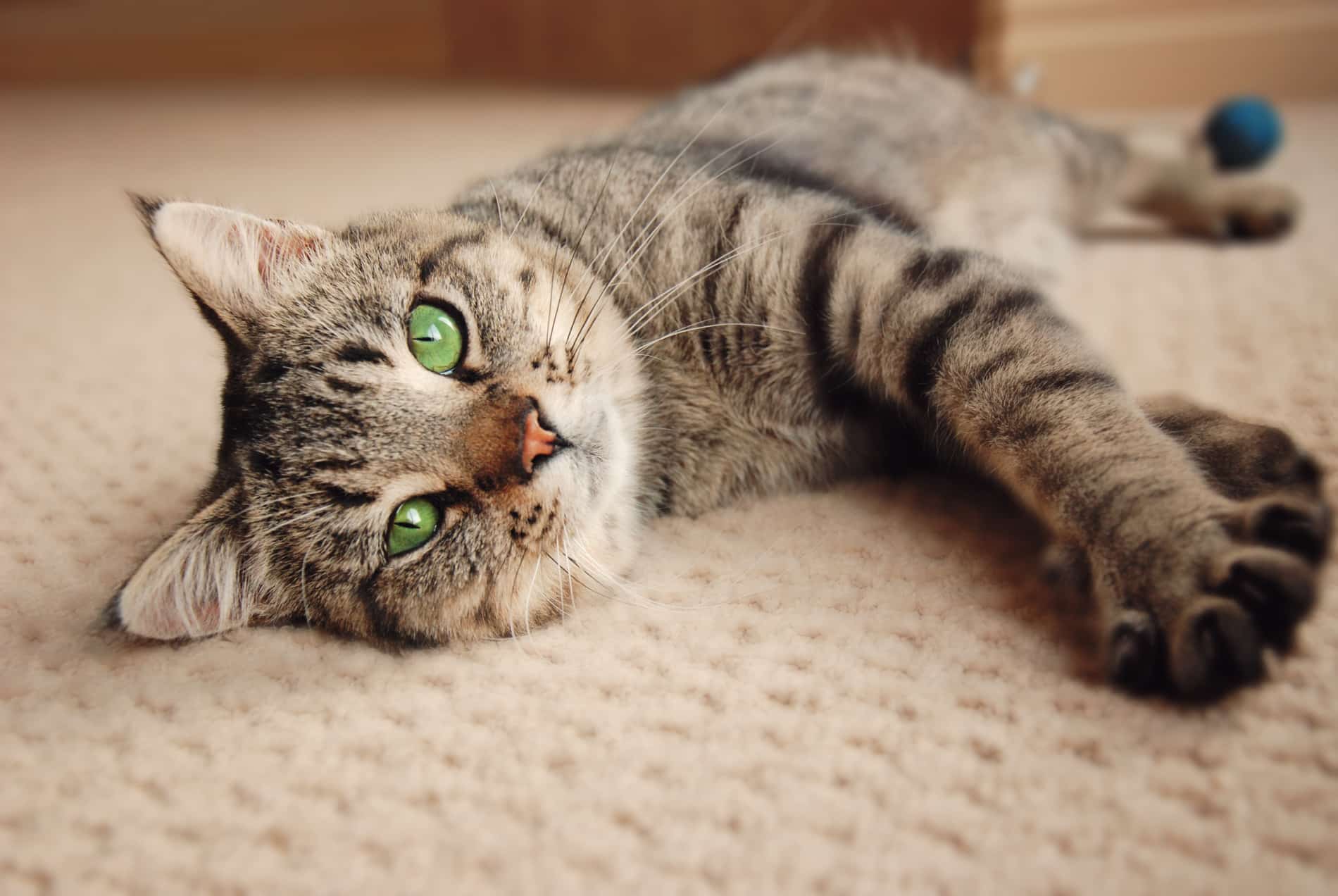 Cat looking relaxed after a reiki massage at Zenpets in Columbia SC