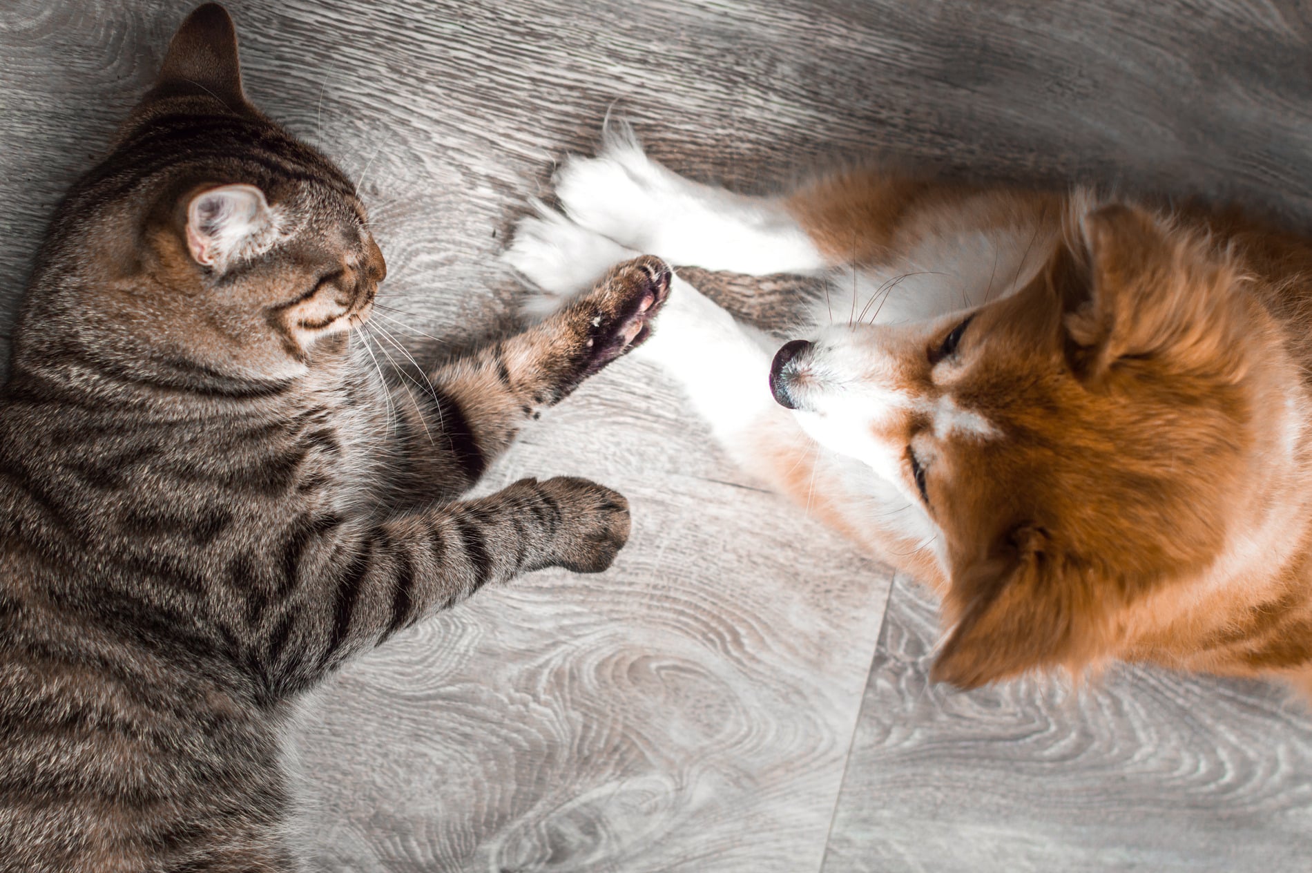 AdobeStock_232506693 v2 Dog and cat are happy and healthy after holistic nutritional counseling in Columbia SC
