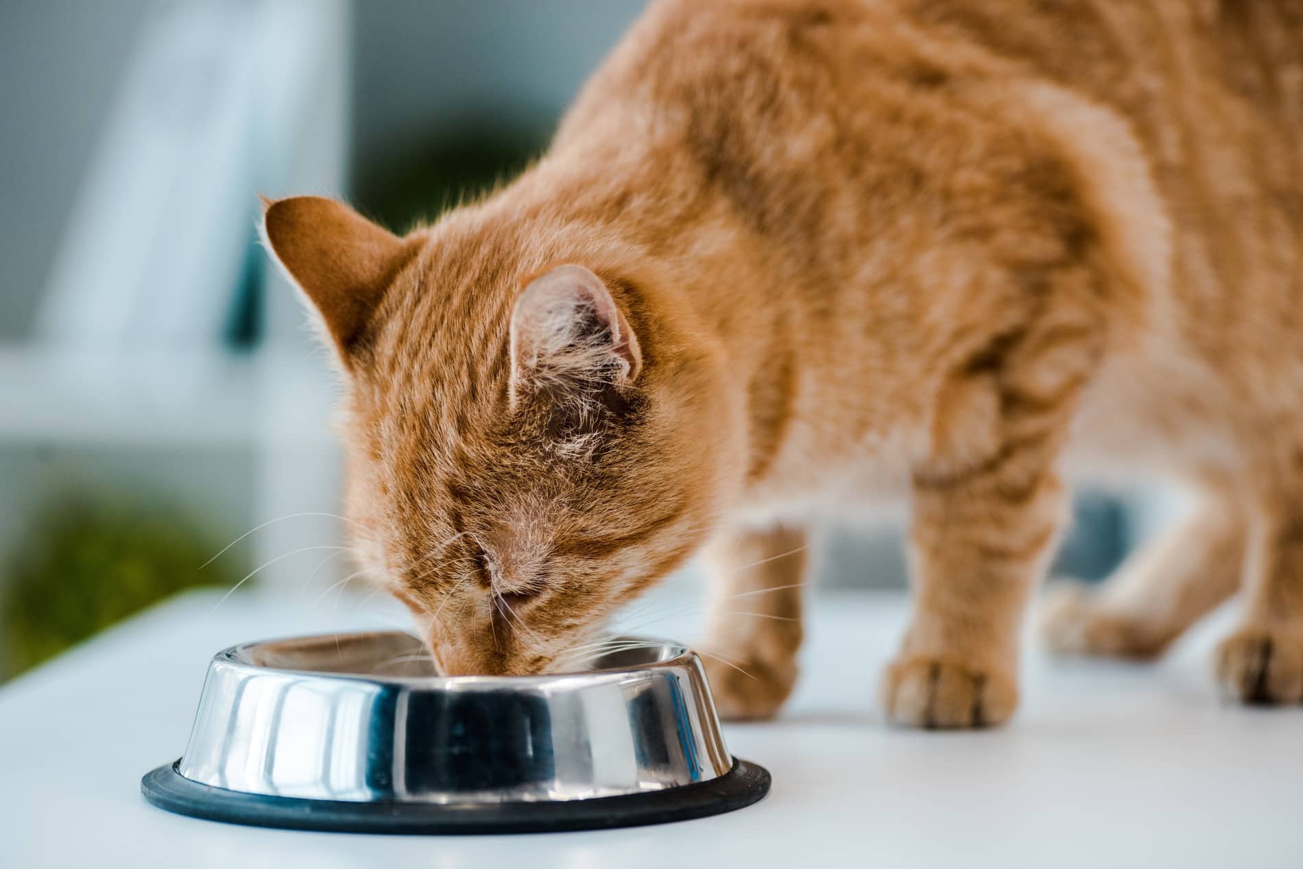 Cat eating healthy after nutritional counseling in Columbia SC