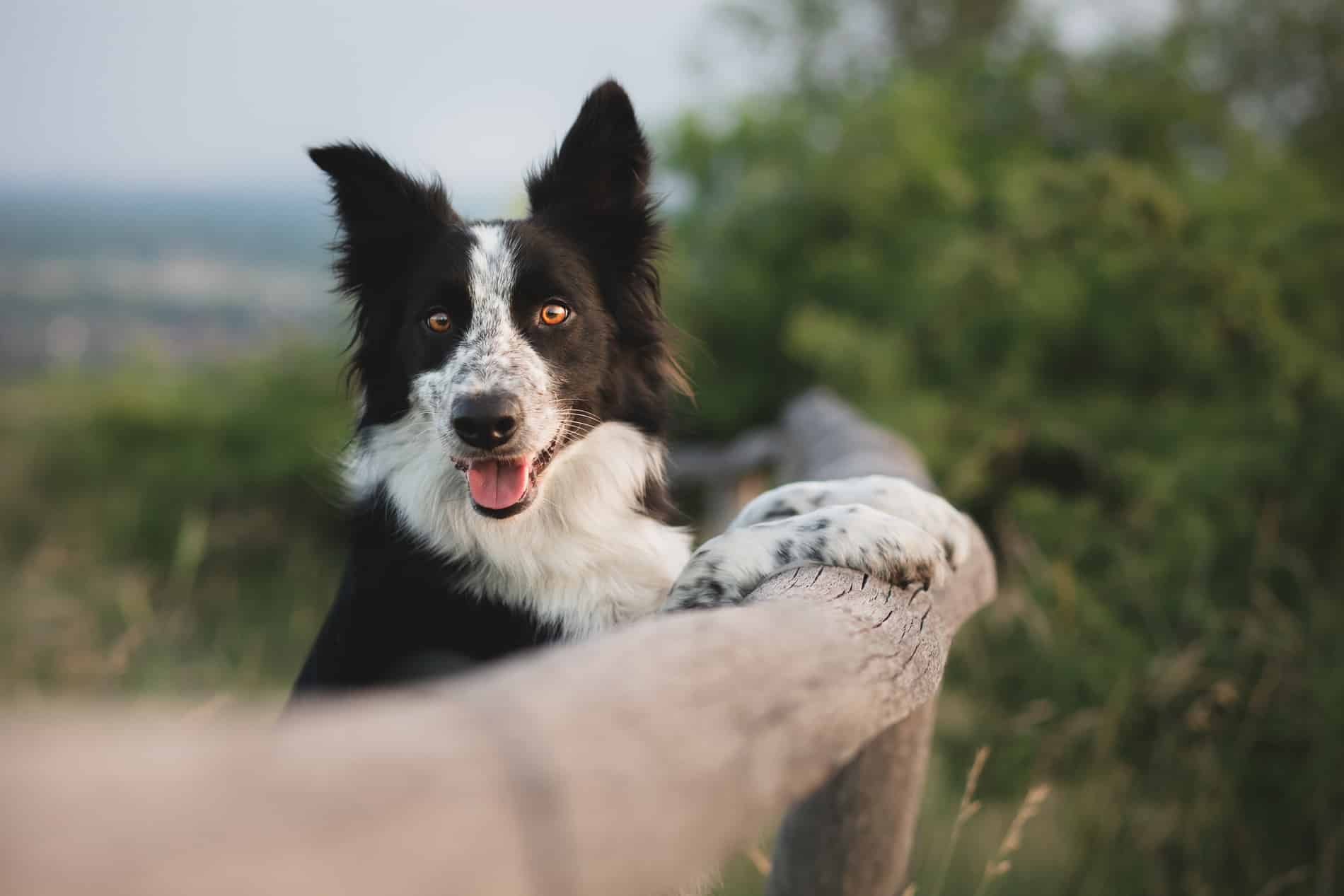 Dog enjoying the outdoors after veterinary nutritional counseling with Dr. Gardner