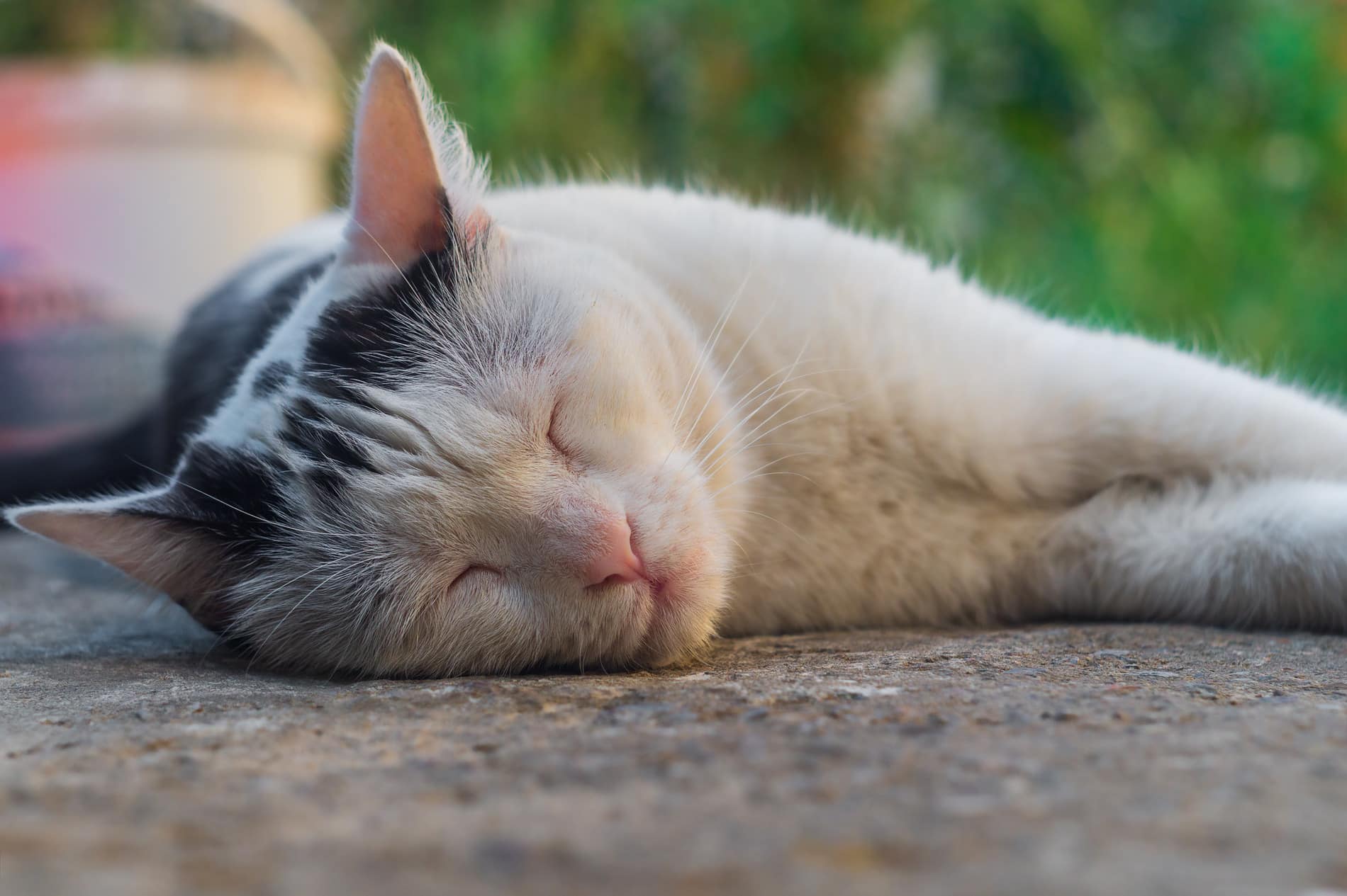 Cat sleeping after a routine wellness exam with Dr. Gardner in Columbia SC