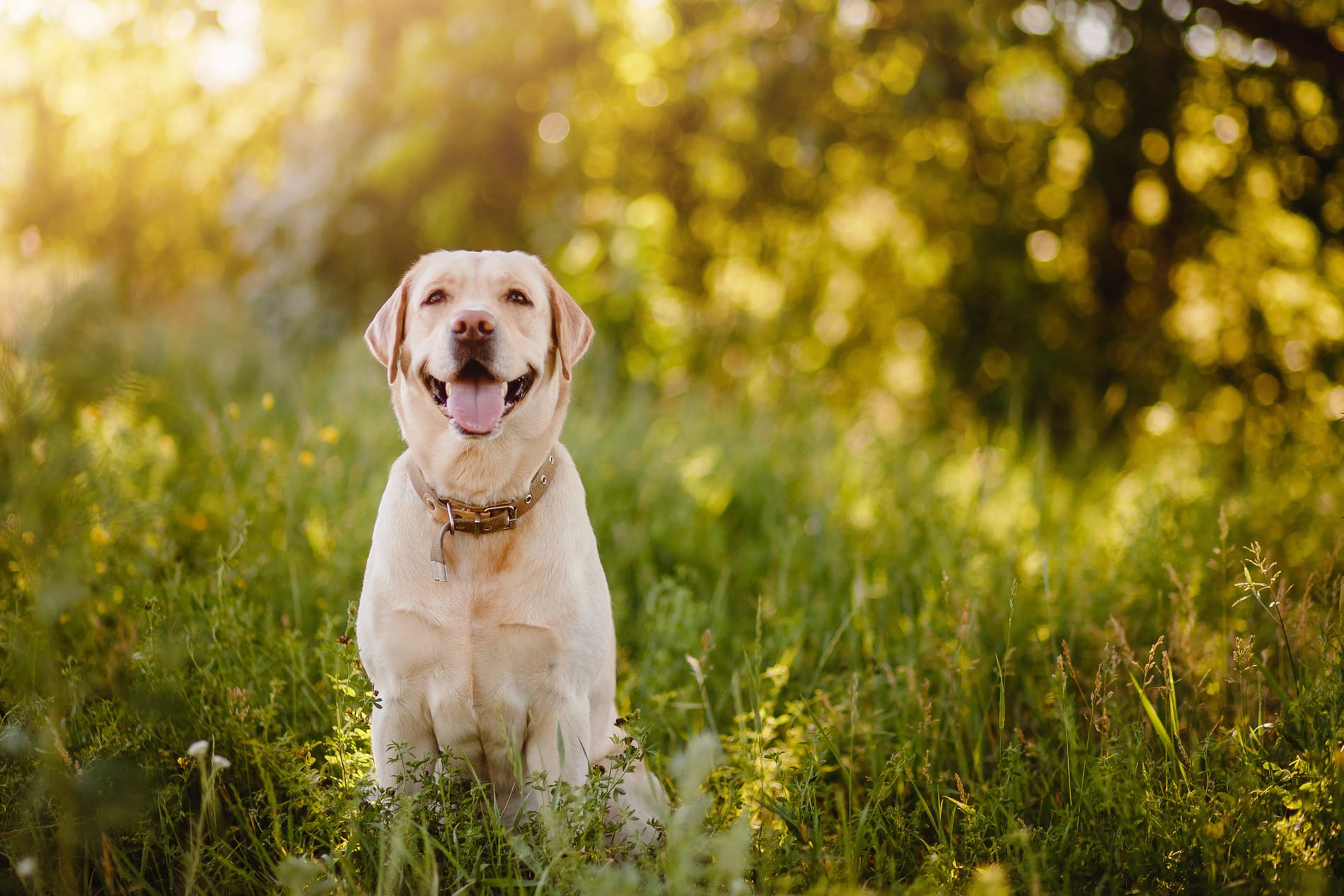 Dog enjoying the sun after a pet wellness exam in Columbia SC