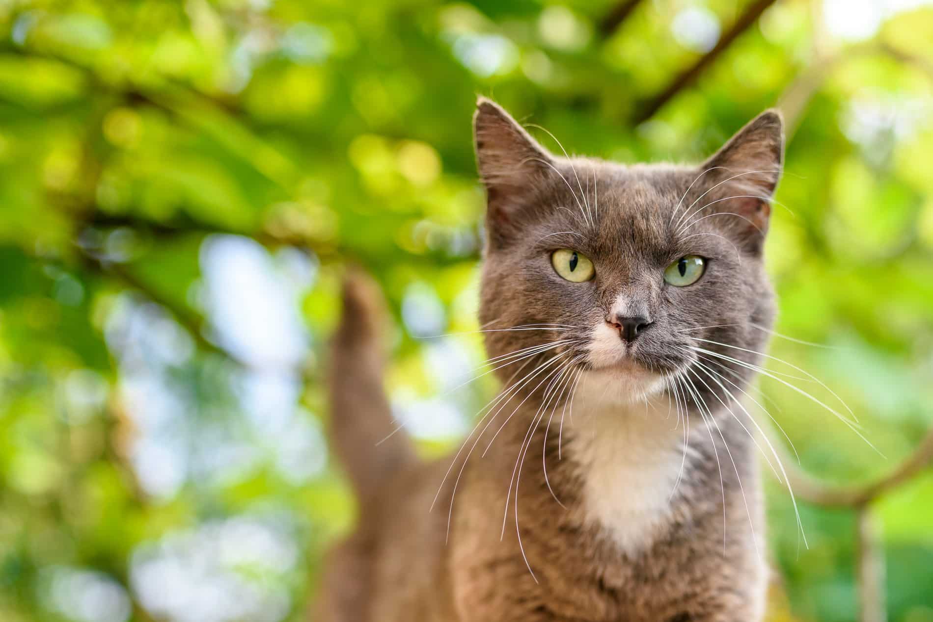 Cat on her way to a Pet Vaccine Appointment in Columbia SC