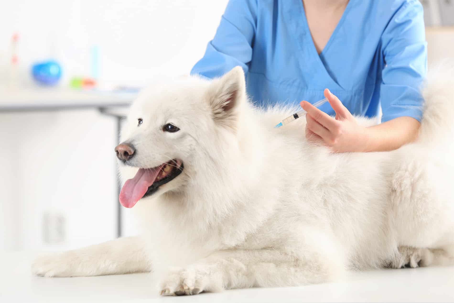 Dog recieves a vaccine at Zen Pets in Columbia SC