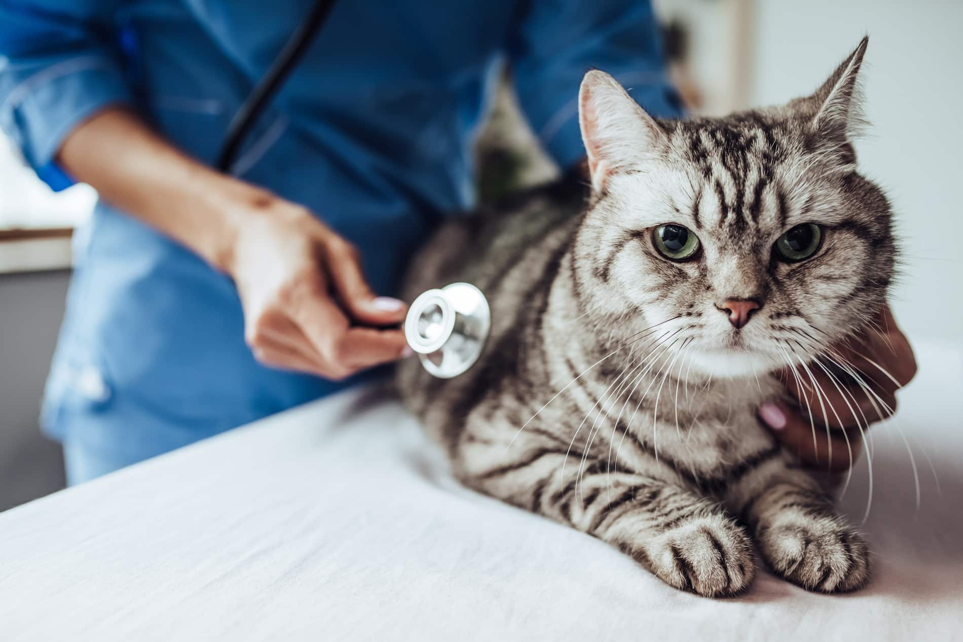 Cat at an integrative vet appointment in Columbia, SC