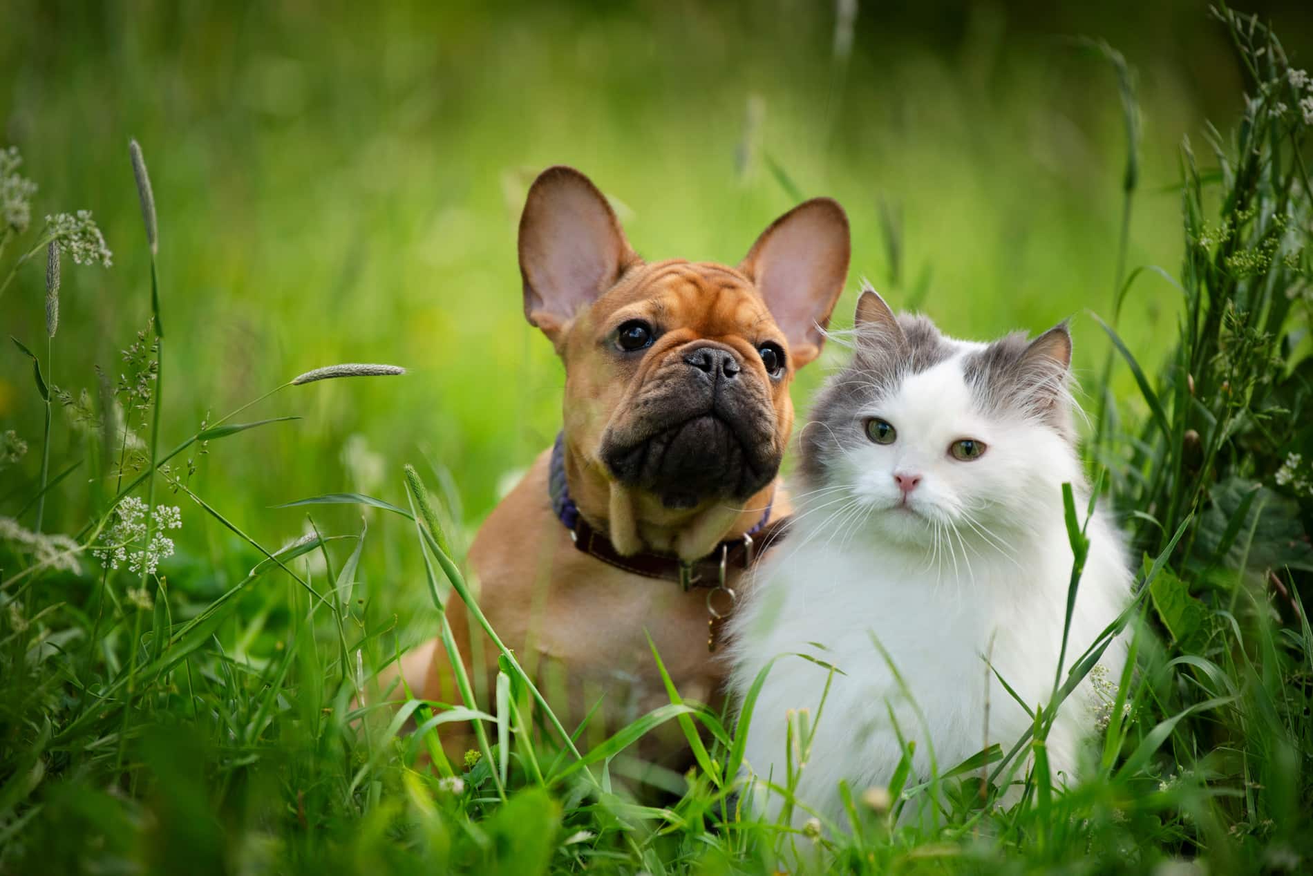 Dog and cat happy and healthy after their vaccinations in Columbia