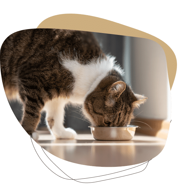 Cat eating healthy after nutritional counseling in Columbia SC