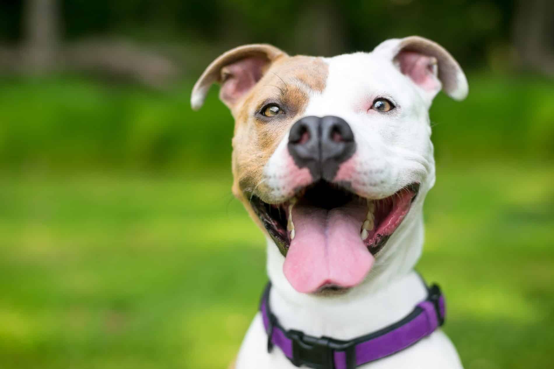 Dog playing, pain-free after acupuncture in Columbia SC