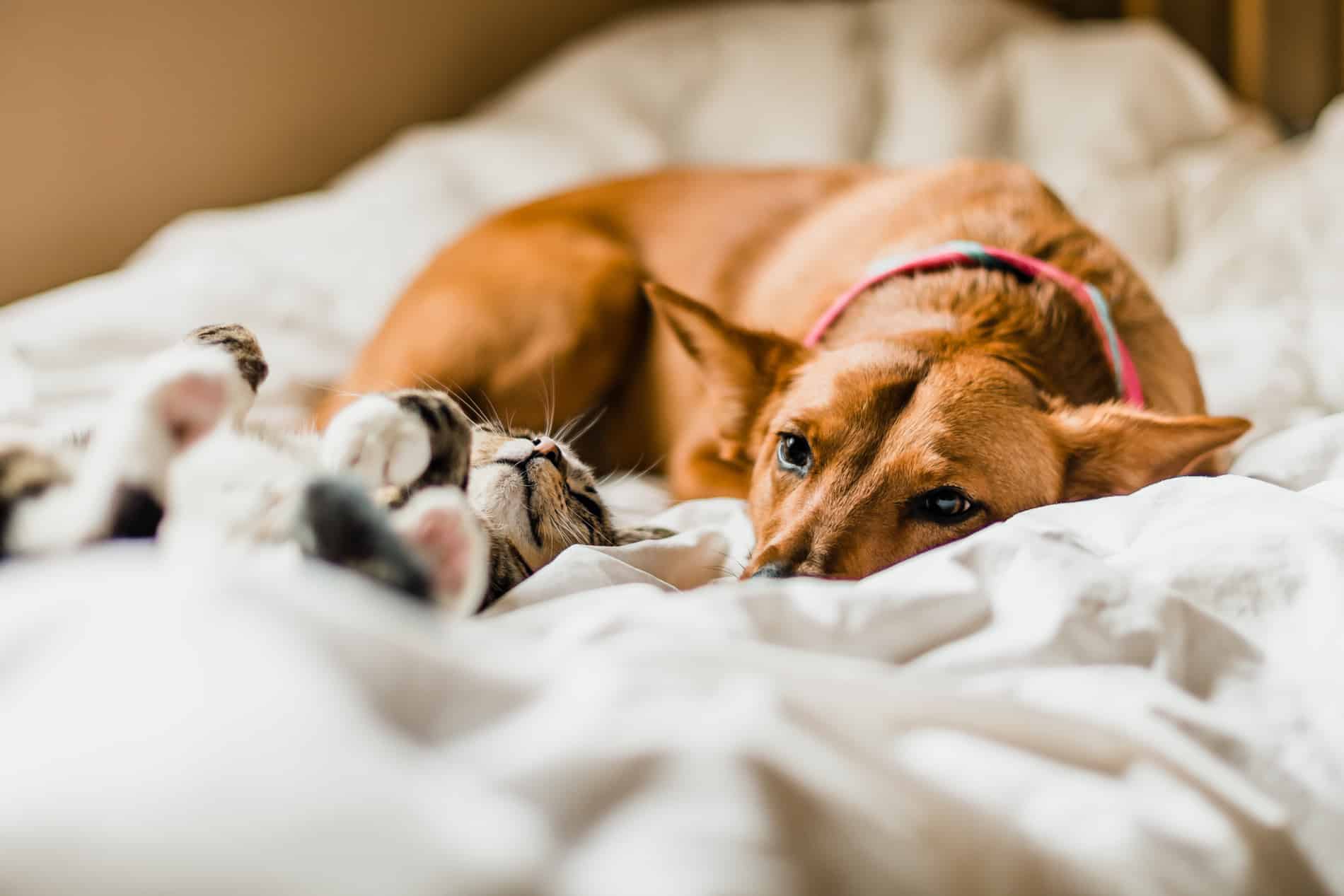 Pets after veterinary acupuncture in Columbia SC