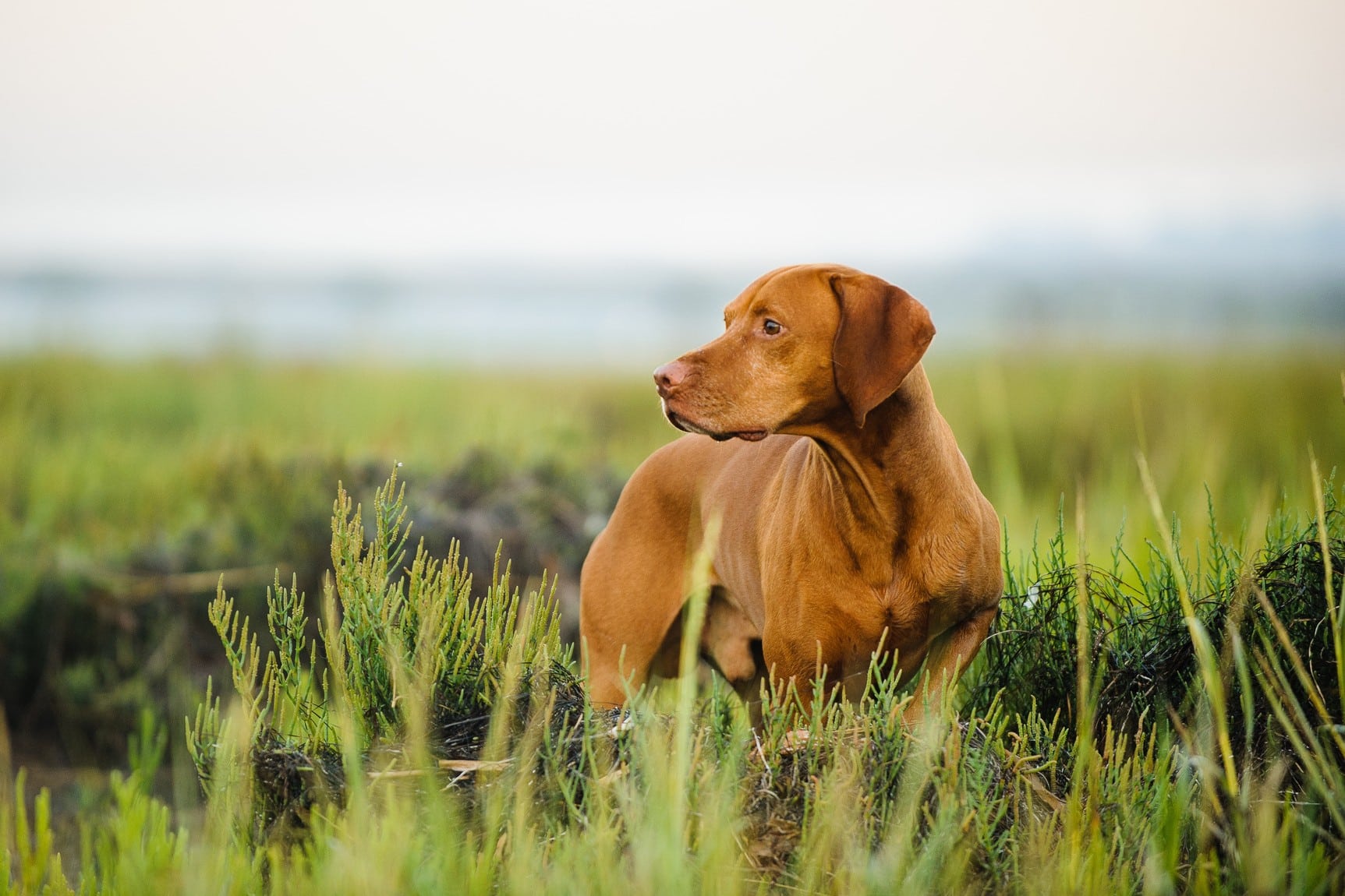 Dog after TCVM in Columbia sC