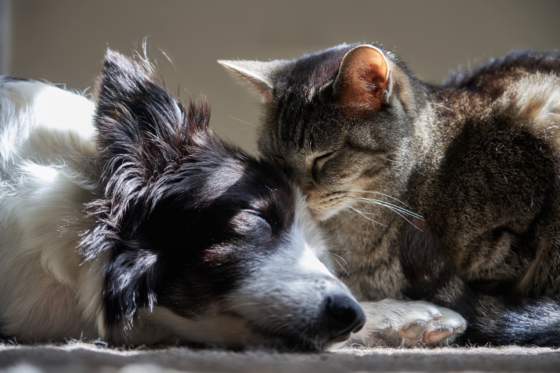 Cat and dog are happy and healthy with Traditional Chinese Veterinary Medicine Treatment in Columbia SC