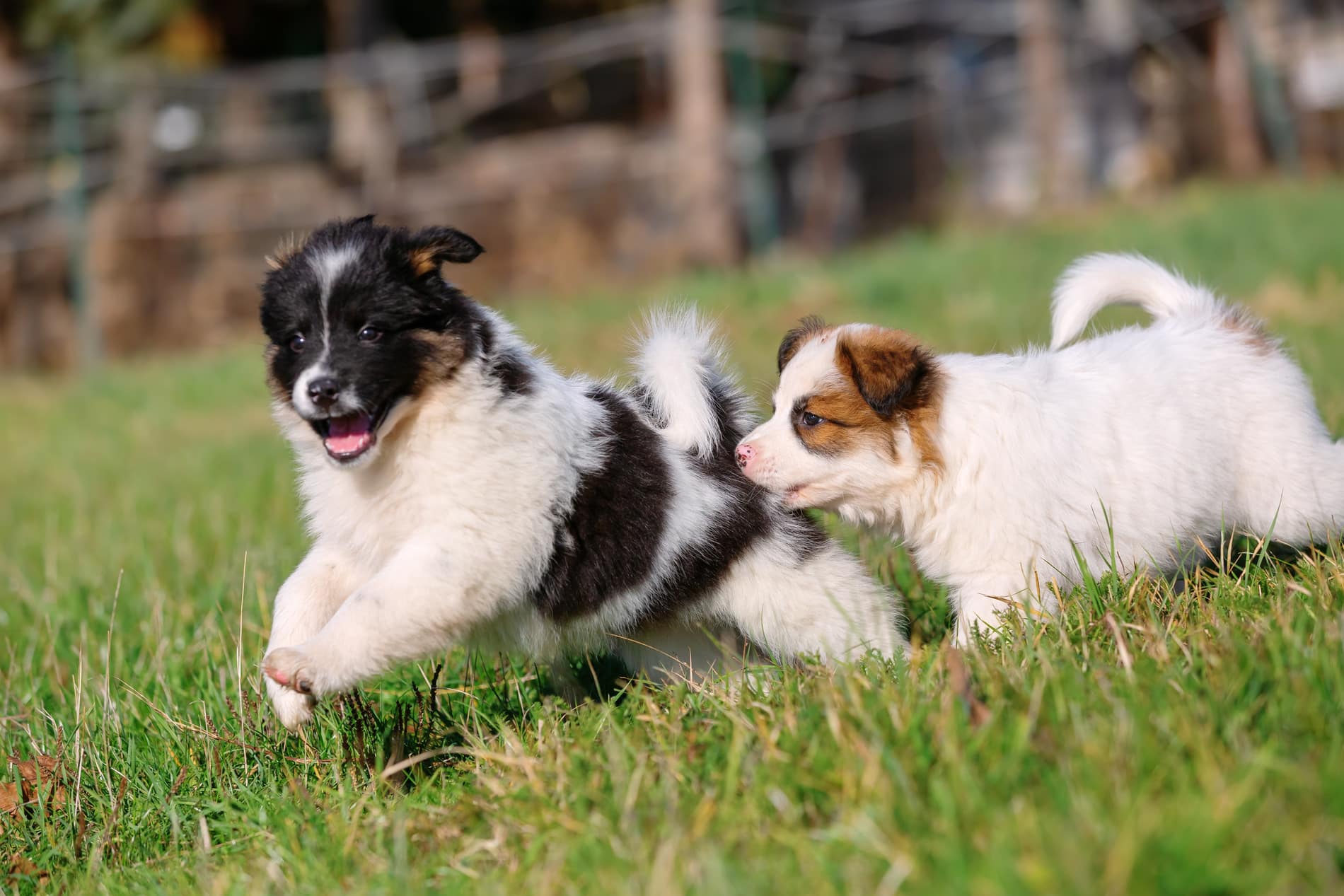 Puppies playing at their behavior consultation in Columbia SC