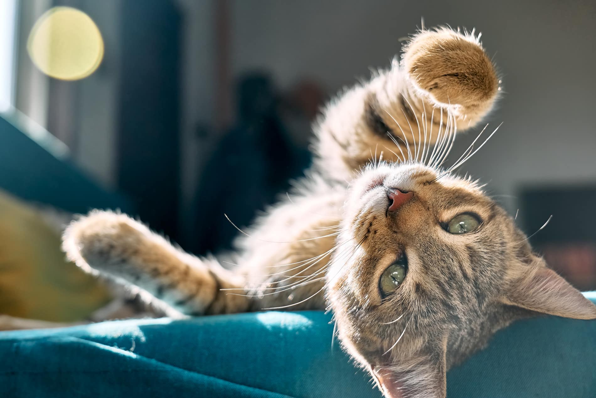 Cat who needs a behavior consultation in Columbia