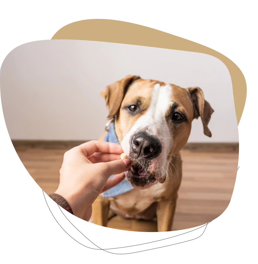 Cat eating healthy after nutritional counseling in Columbia SC