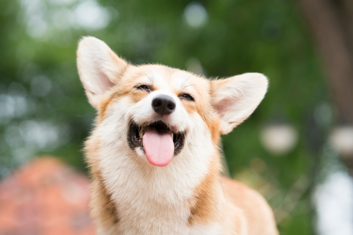 Happy pet after diagnostic care in Columbia