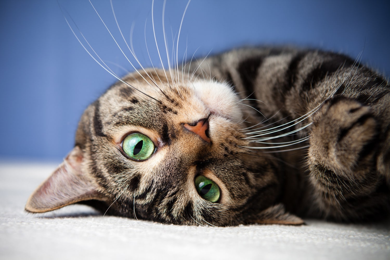 Cat need veterinary bloodwork in Columbia SC