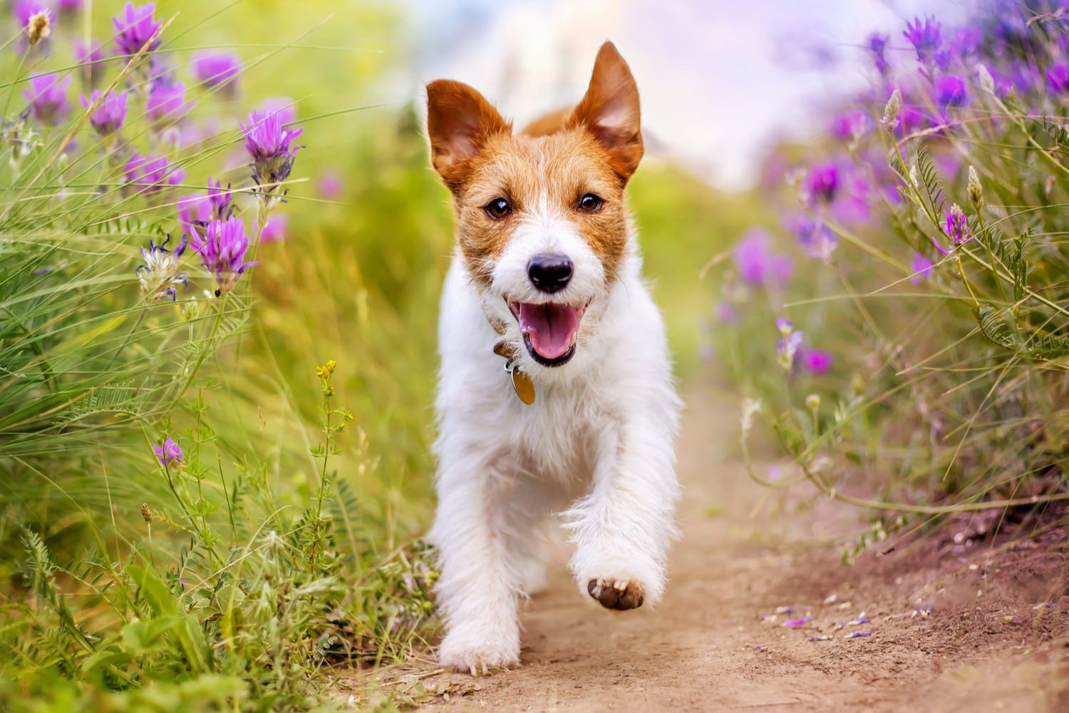 Dog runs free with heartworm protection in Columbia SC