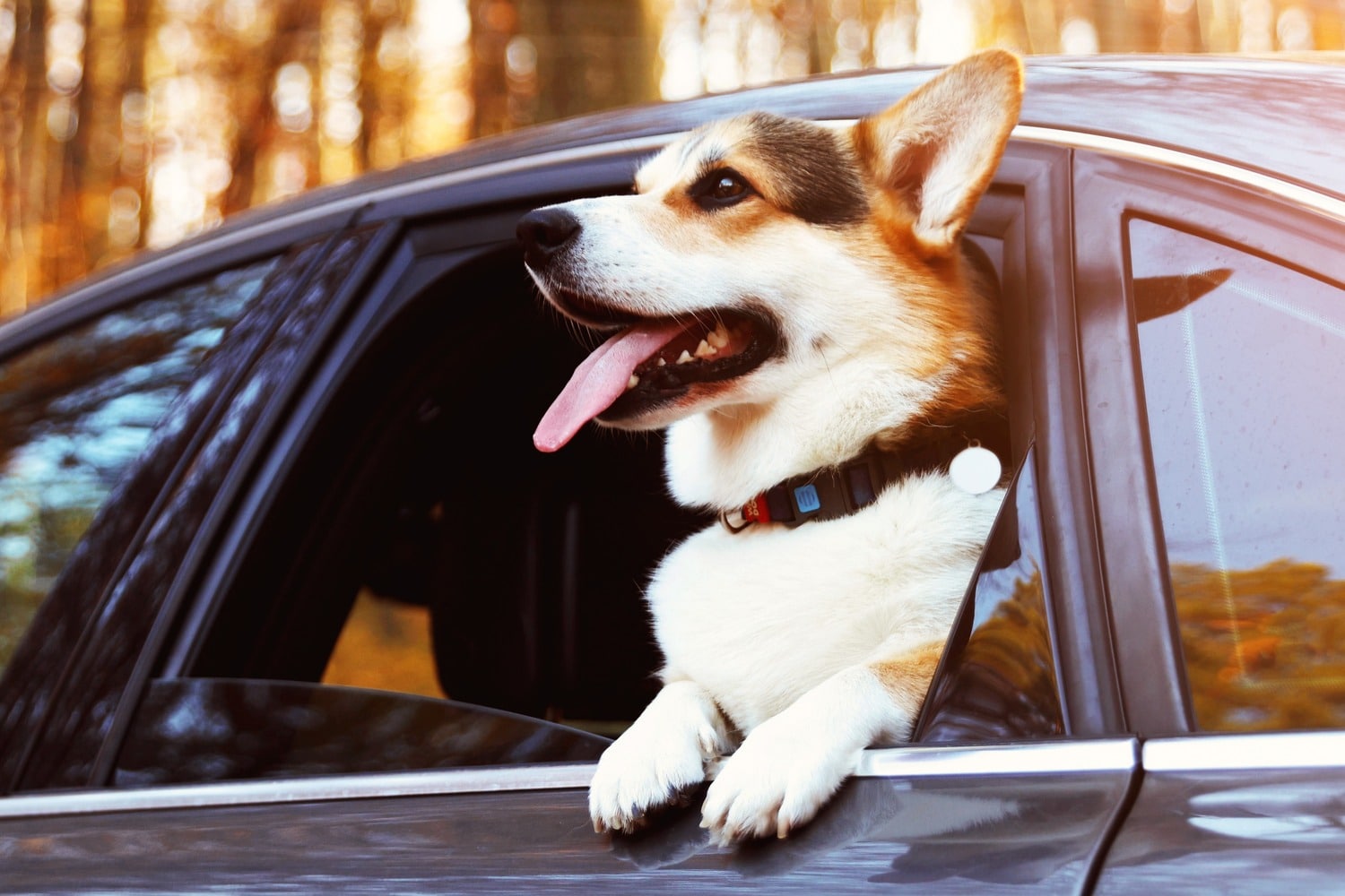 Dog hanging out the car window on the way to a flee and tick appointment in Columbia