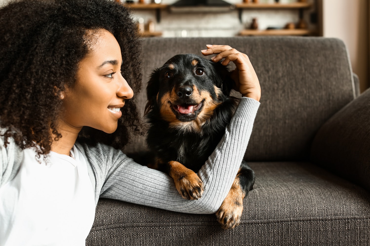 Dog at home after a veterinary diagnostic imaging appointment in Columbia