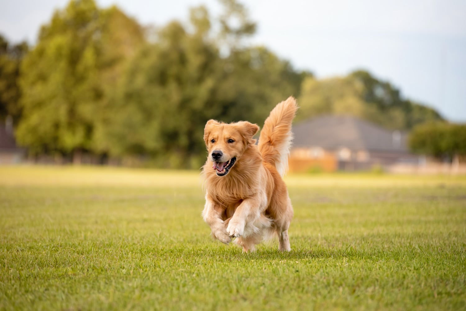 Dog needs flee and tick prevention in Columbia