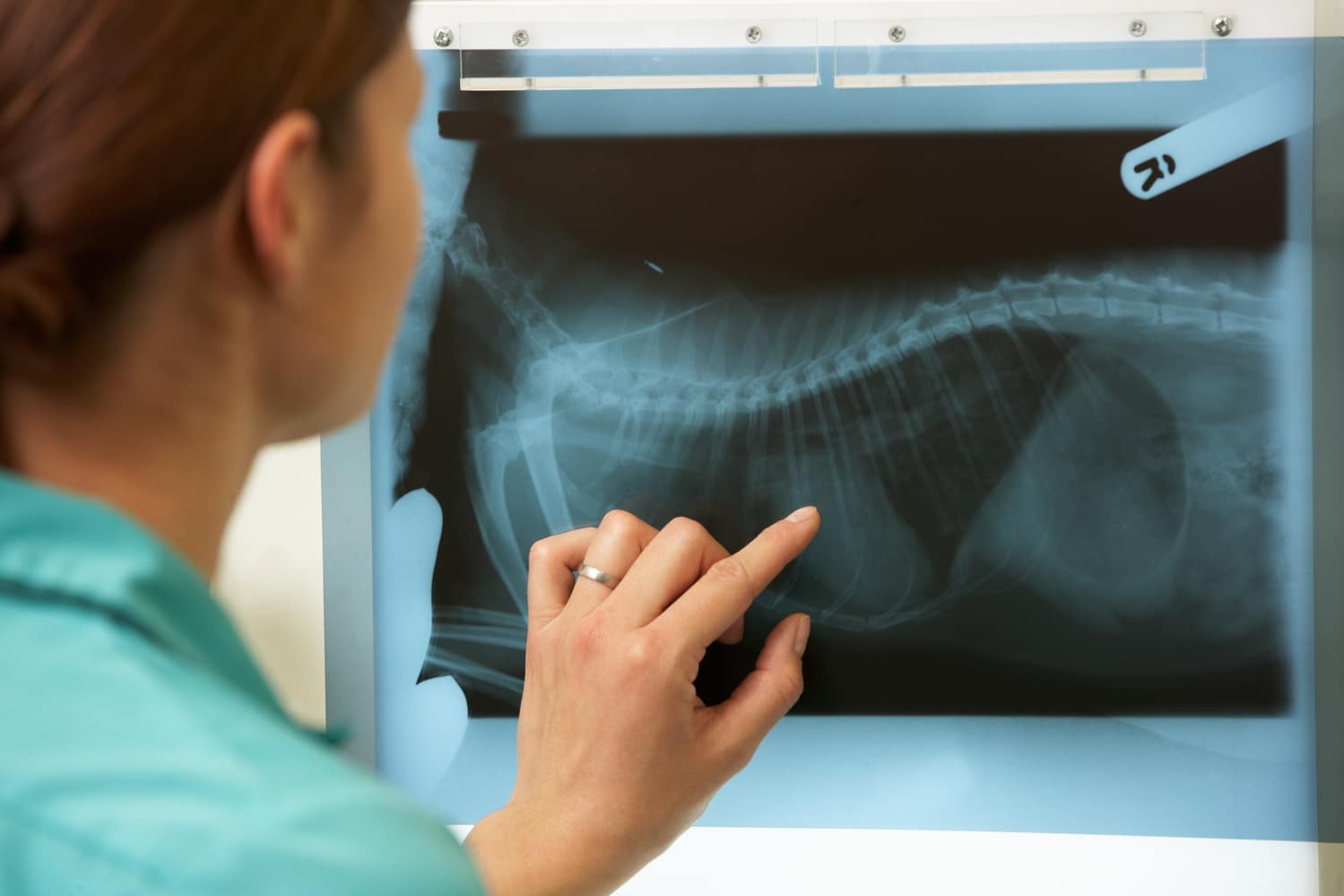 Dr. Gardner looks at a Digital Pet Radiograph at ZenPets in Columbia SC